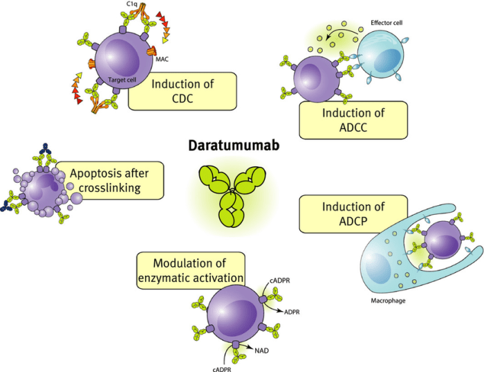 Daratumumab