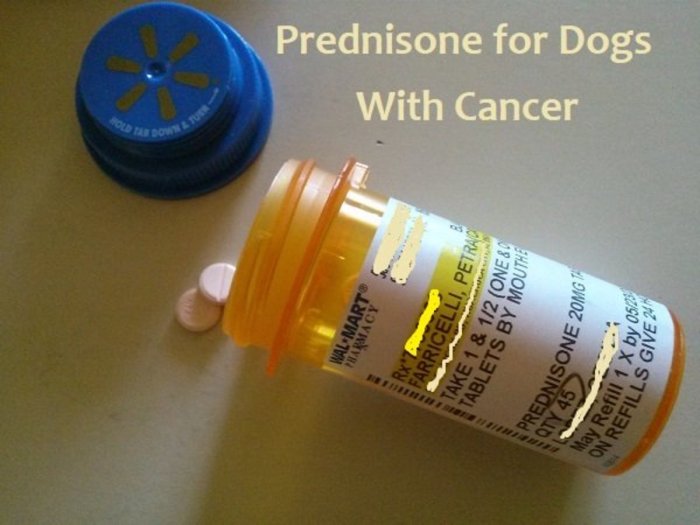 Prednisone for dogs